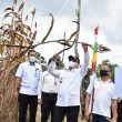 Gubernur Erzaldi Ikut Panen Sorgum Milik Haji Bambang