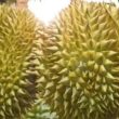 Kebun Durian dan Wisata Edukasi di Bangka Selatan