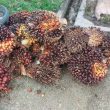 Polsek Kemuning Berhasil Amankan Pelaku Pencurian Buah Sawit Dan Penampungnya
