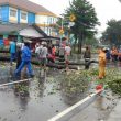 Pemkot Pangkalpinang Pangkas Pohon Yang Beresiko Tumbang