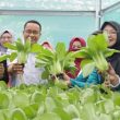 PJ Walikota Pangkalpinang Ikut Panen Sayur Hidroponik Bersama KWT Pandan Sari